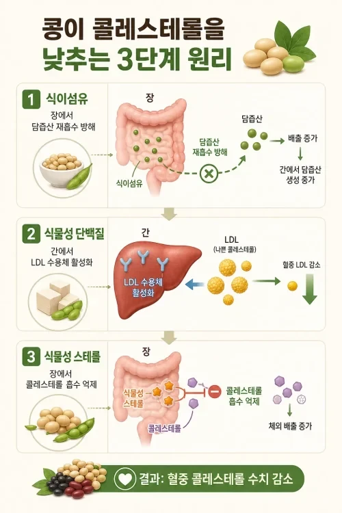 콩이 콜레스테롤 수치를 낮추는 세 가지 작용 원리 인포그래픽