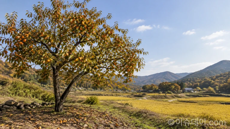 가을철 주황색 감이 달린 감나무와 시골 밭 주변 풍경